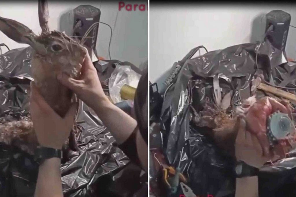 Výbušniny ve zvířatech (ruská armáda)