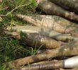 Hlavice RPG-7