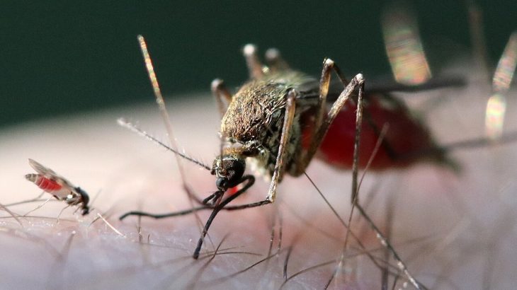 Komáři