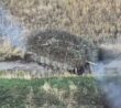Ukrajinský tank, ježek proti dronům